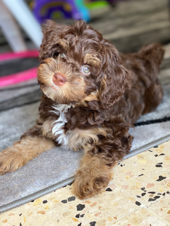 Mini Bernedoodle