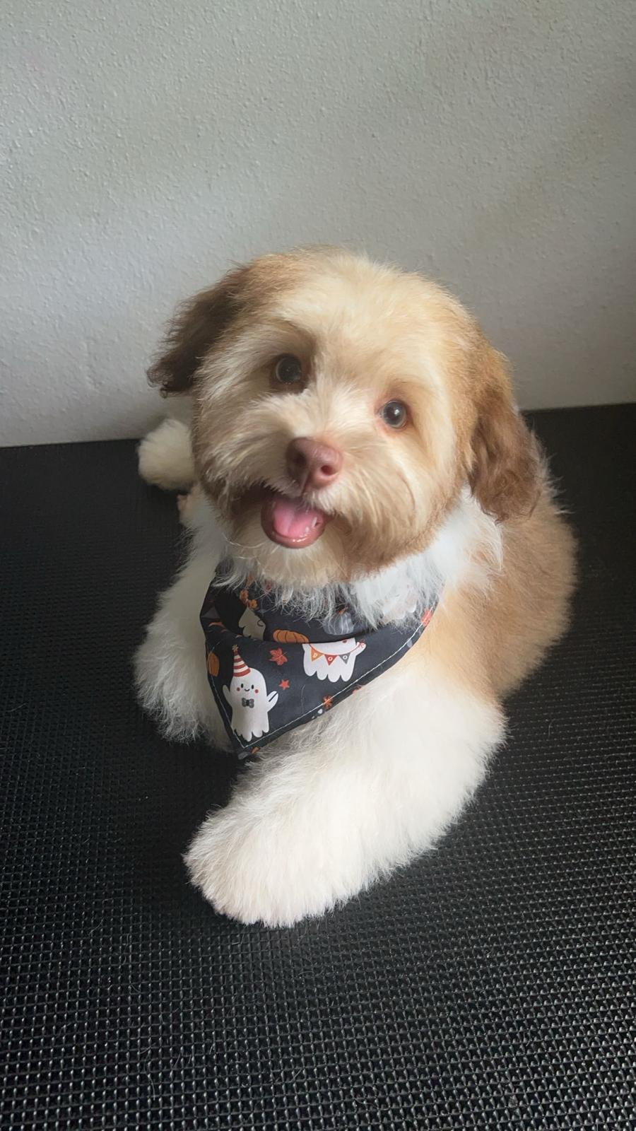 Best Havanese Baby