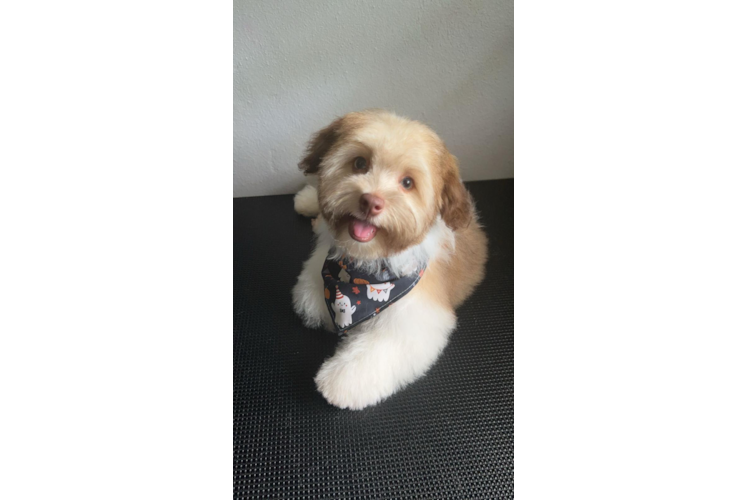 Best Havanese Baby