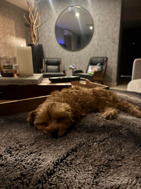 Cavapoo