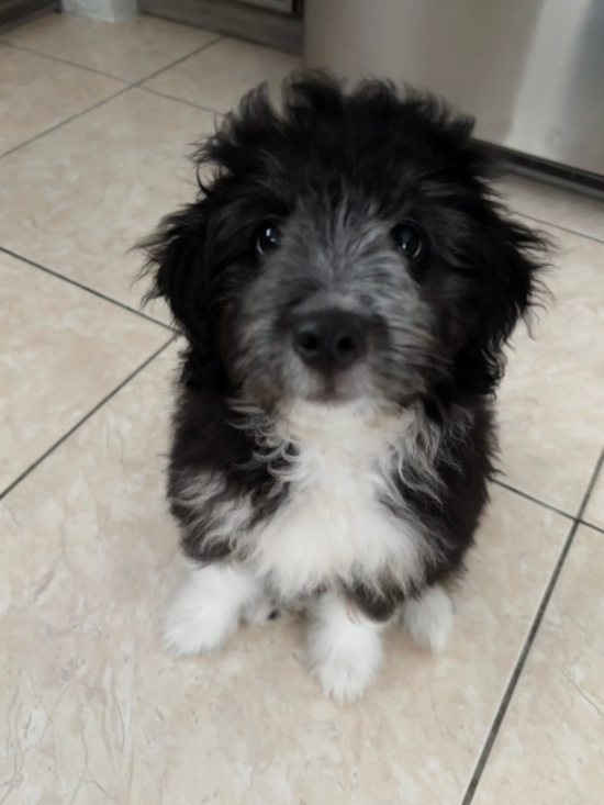 Mini Aussiedoodle