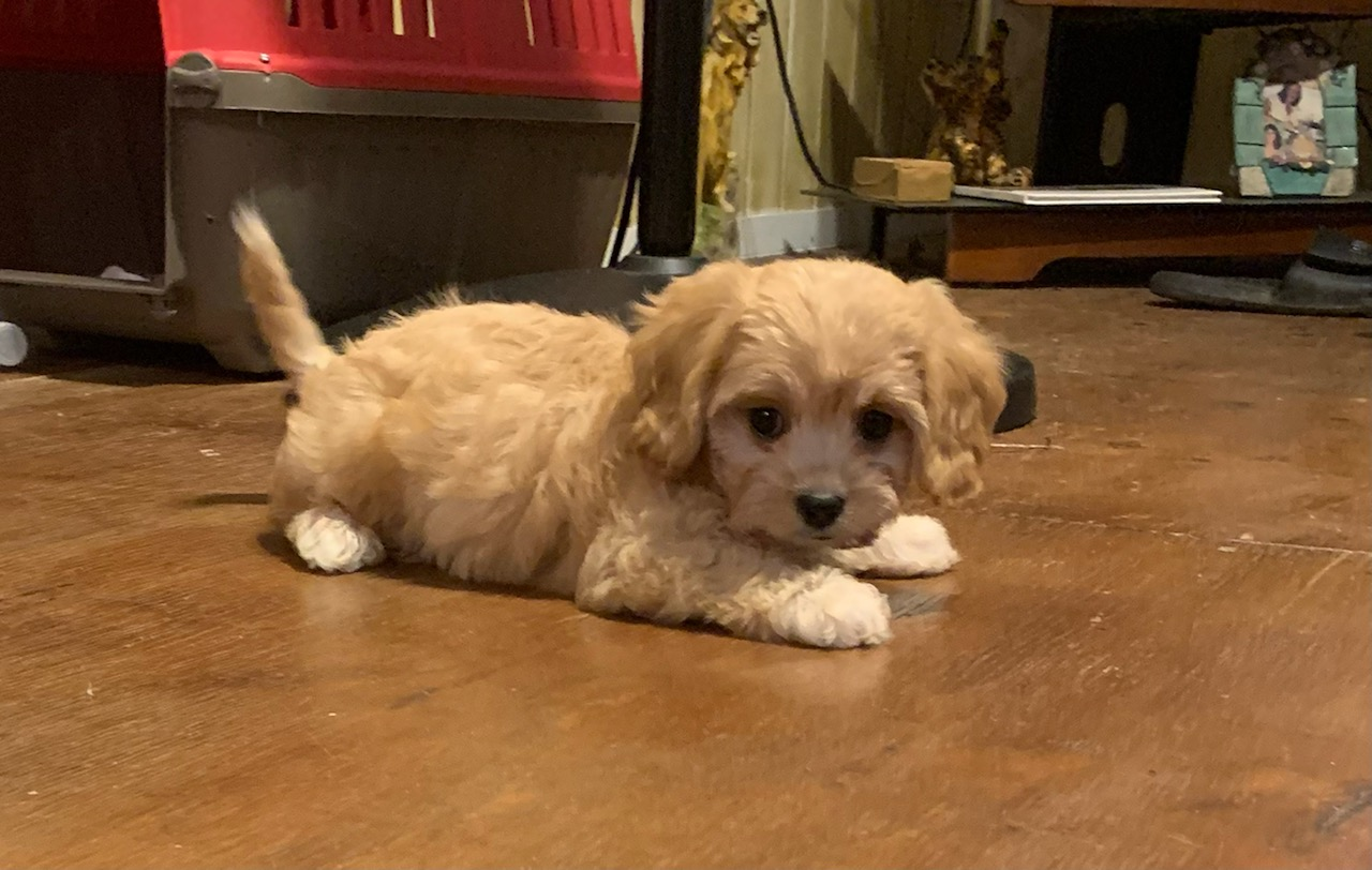 Cavachon Pup Being Cute