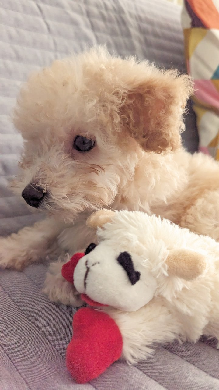 Adorable Pudle Purebred Puppy