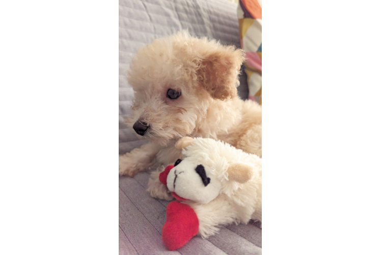 Meet Pilón - our Poodle Puppy Photo 1/3 - Puppy Love PR Adorable Pudle Purebred Puppy