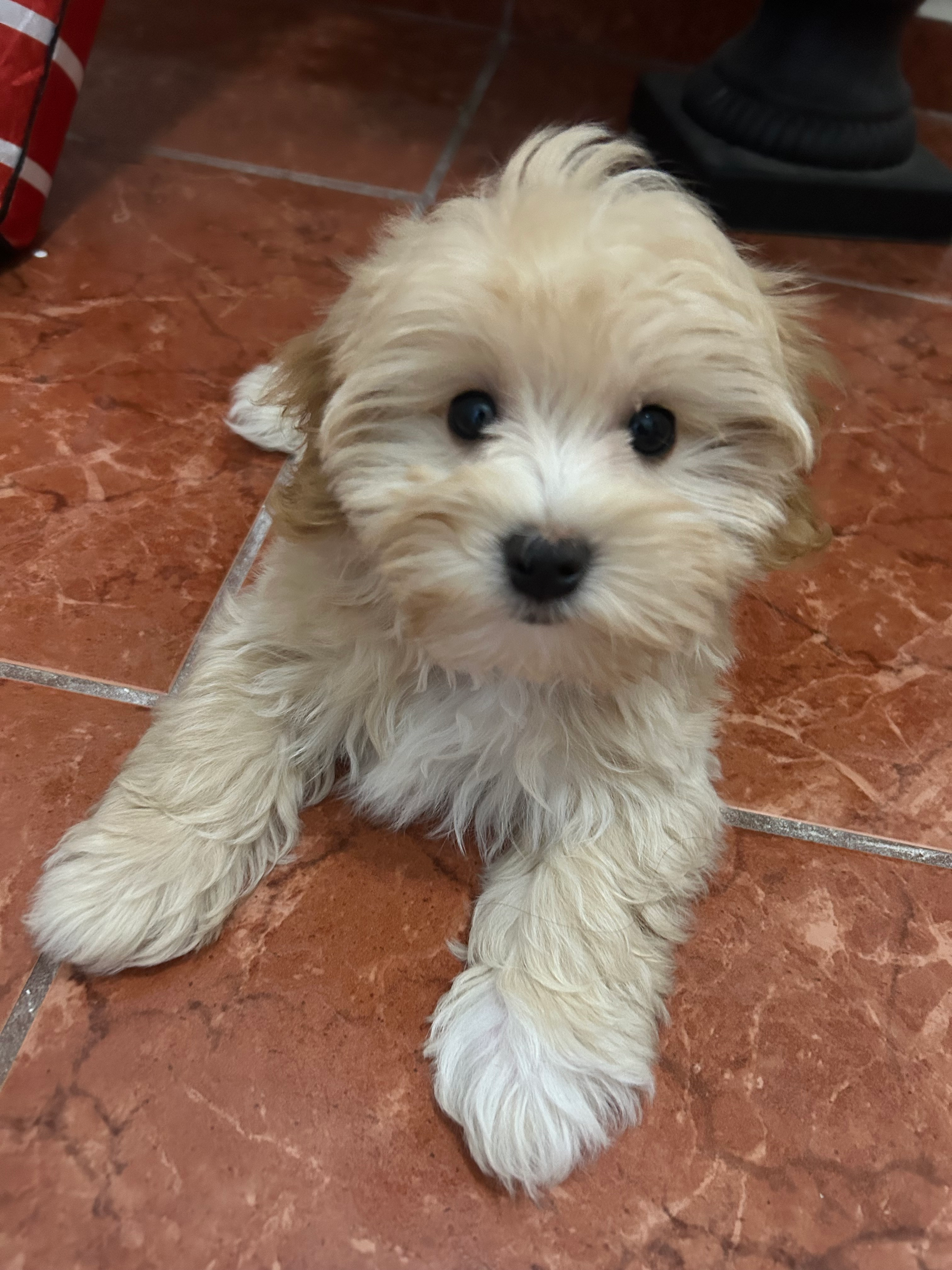 Funny Maltipoo Poodle Mix Pup
