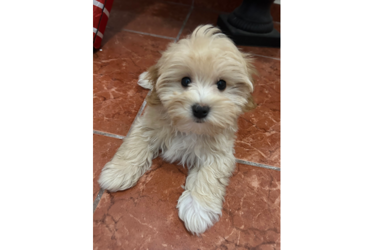 Funny Maltipoo Poodle Mix Pup