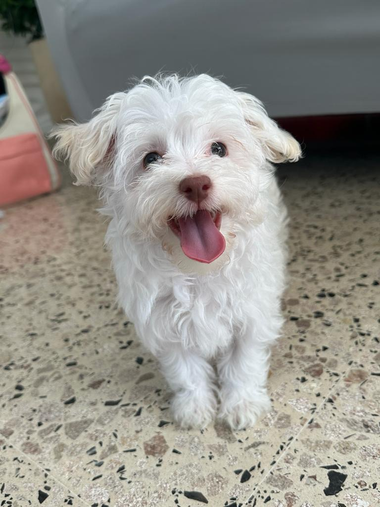 Havapoo Pup Being Cute
