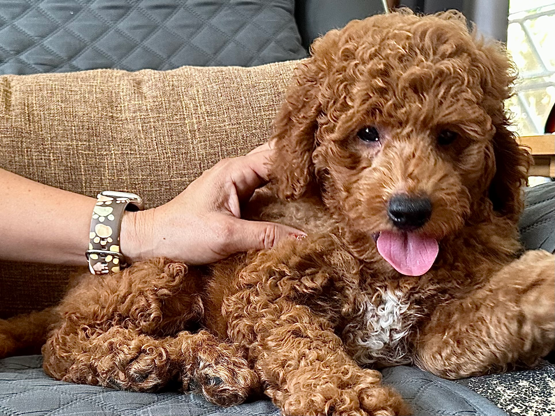 Popular Mini Goldendoodle Poodle Mix Pup