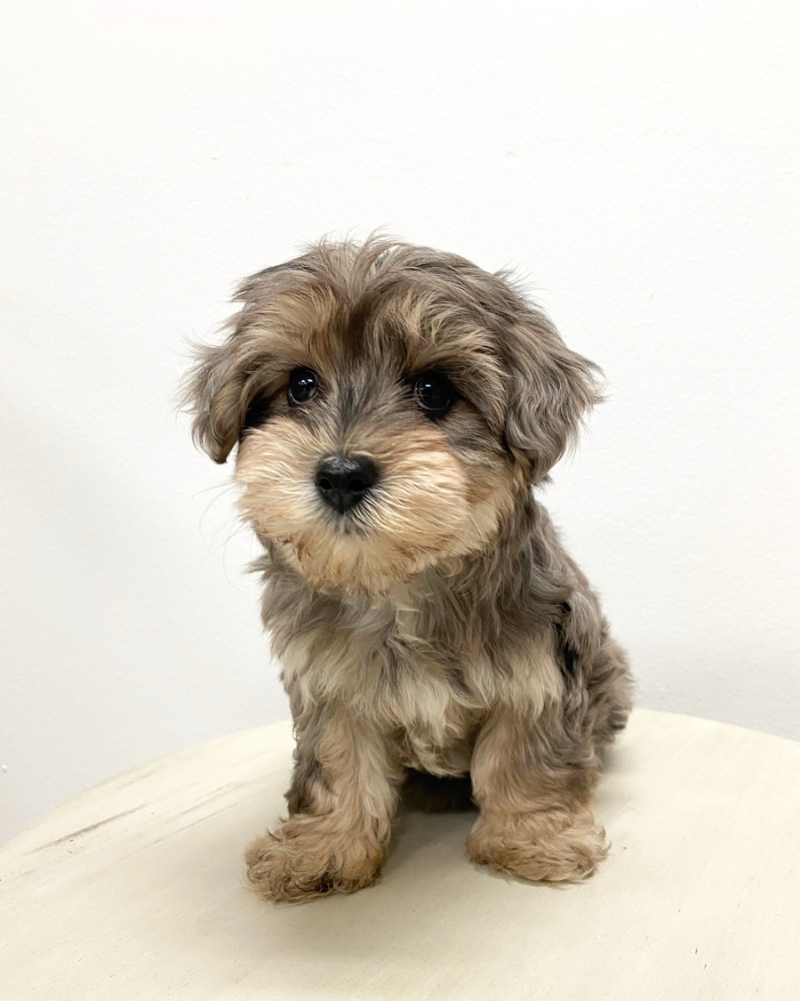 Cute Yorkie Poo Baby