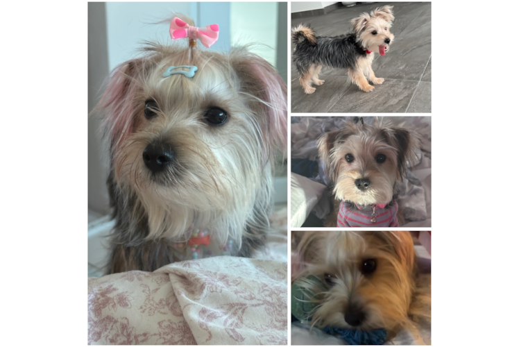 Smart Morkie Designer Pup