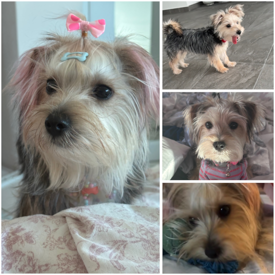 Morkie