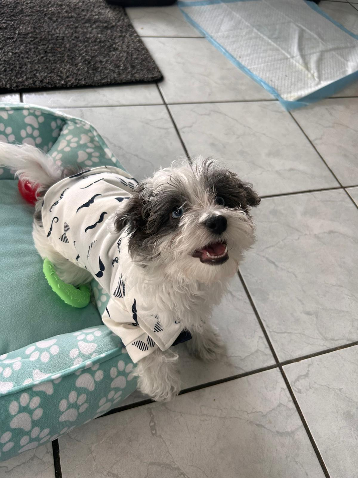 Cute Maltipoo Baby