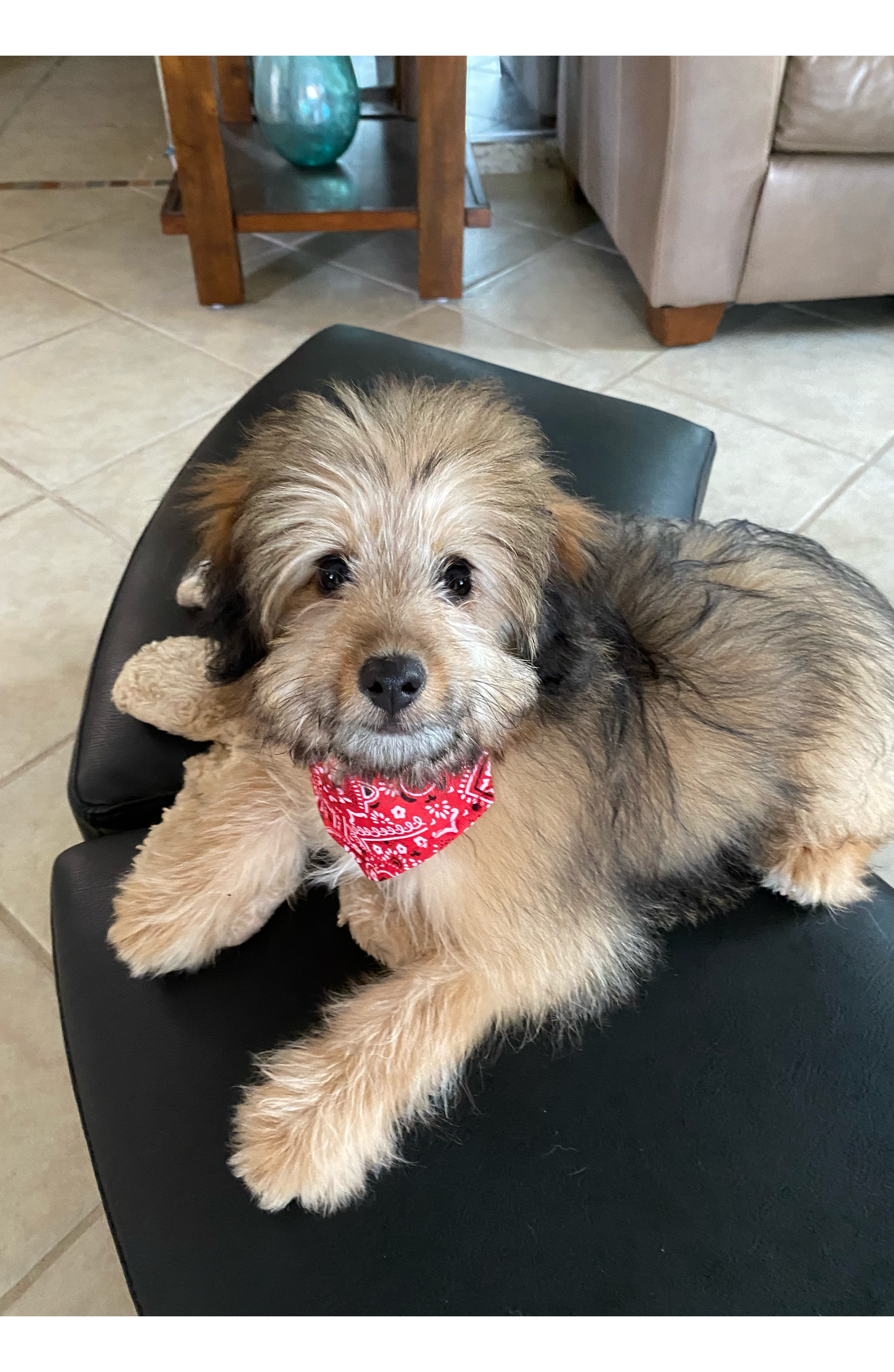 Cute Mini Aussiedoodle Baby