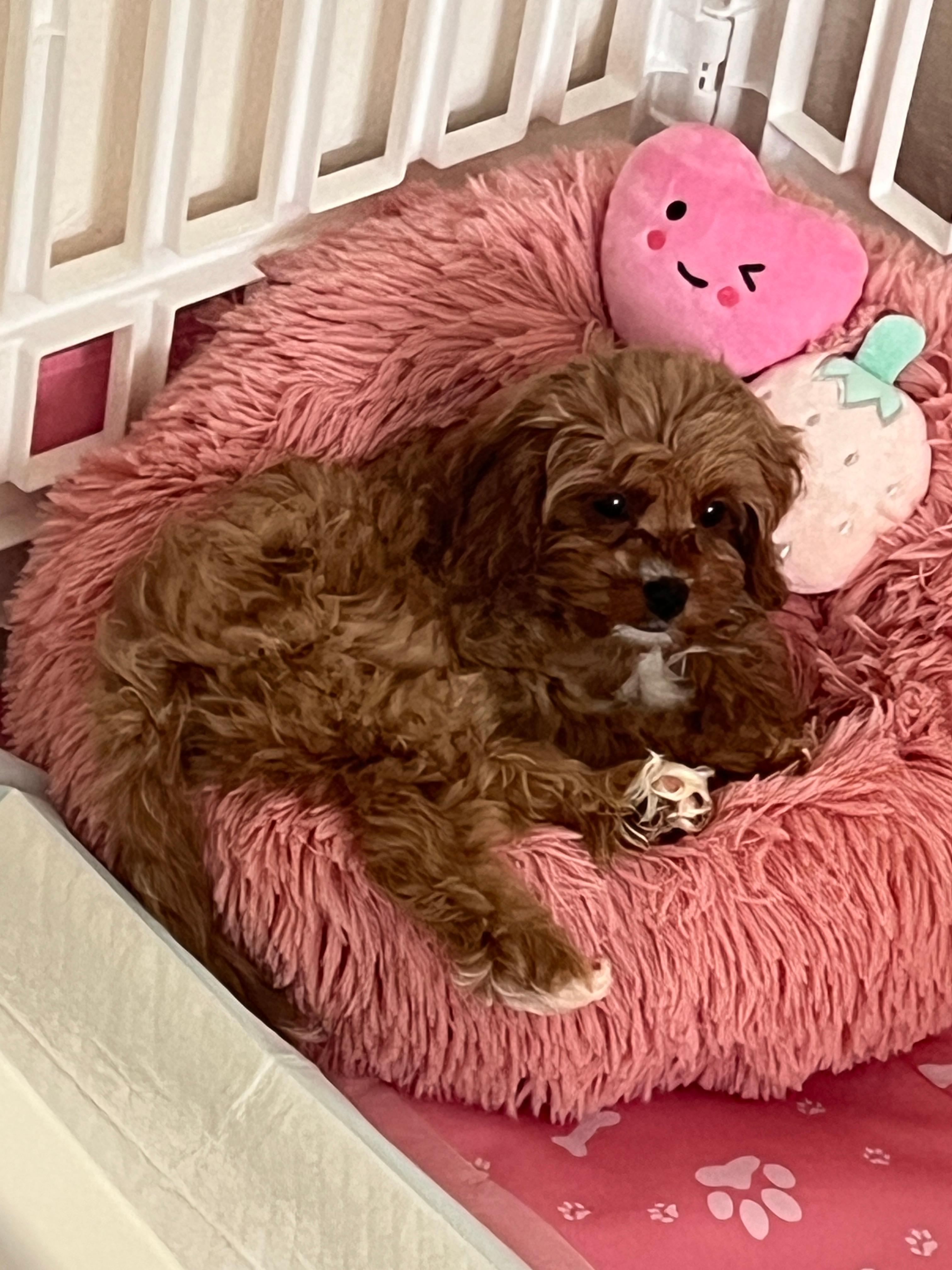 Cavapoo Pup Being Cute