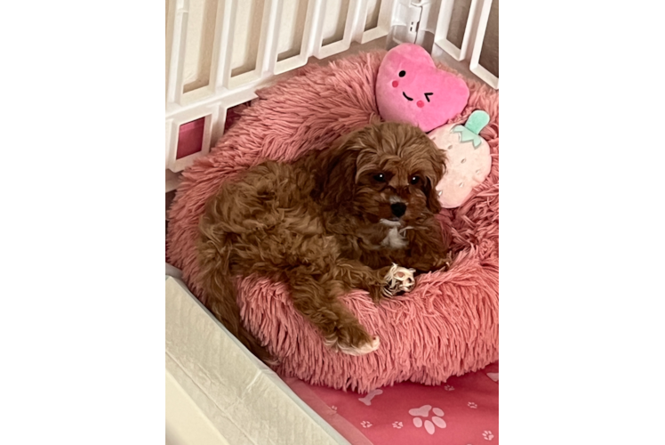 Cavapoo Pup Being Cute