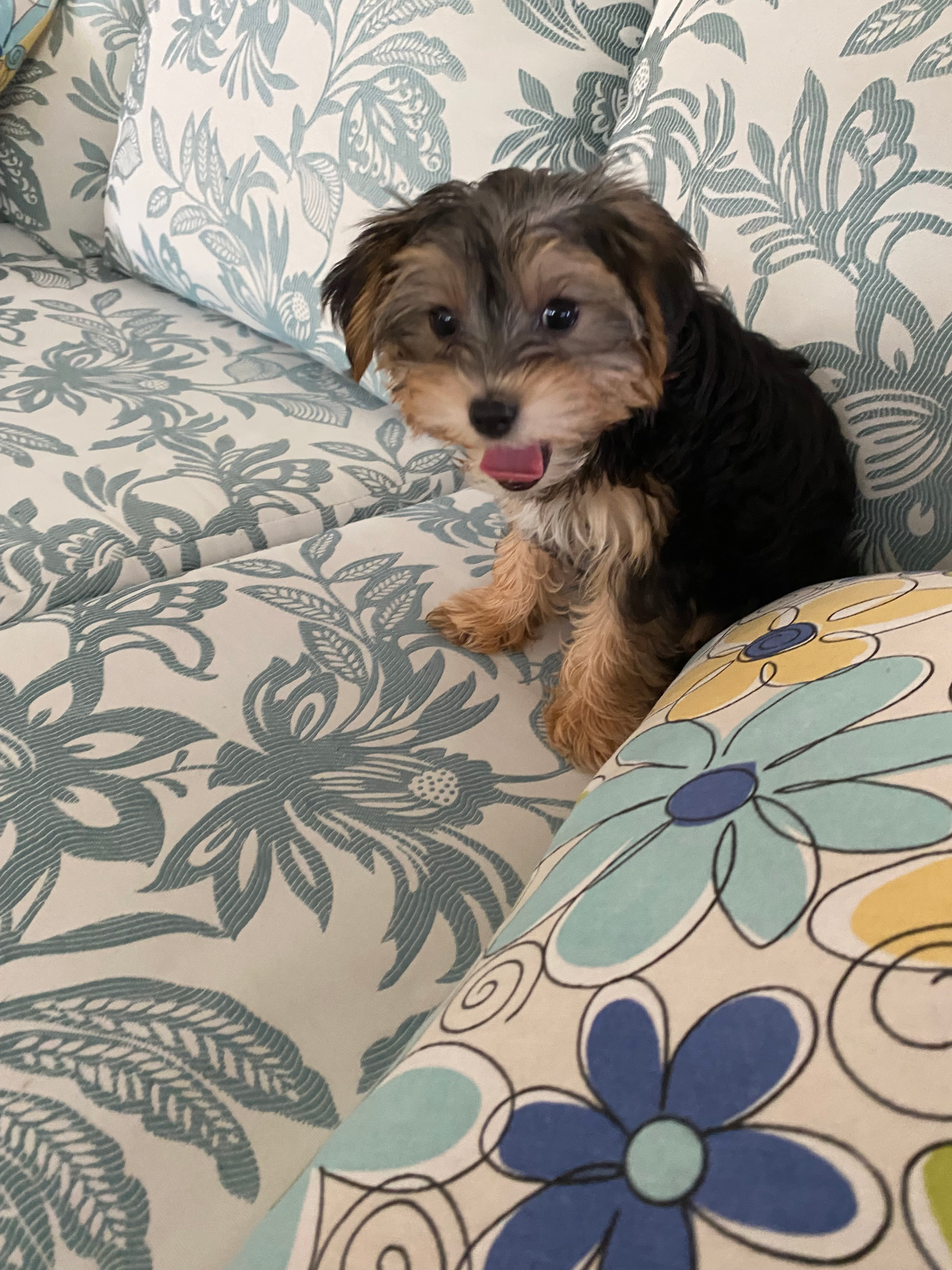 Yorkie Poo Puppy for Adoption
