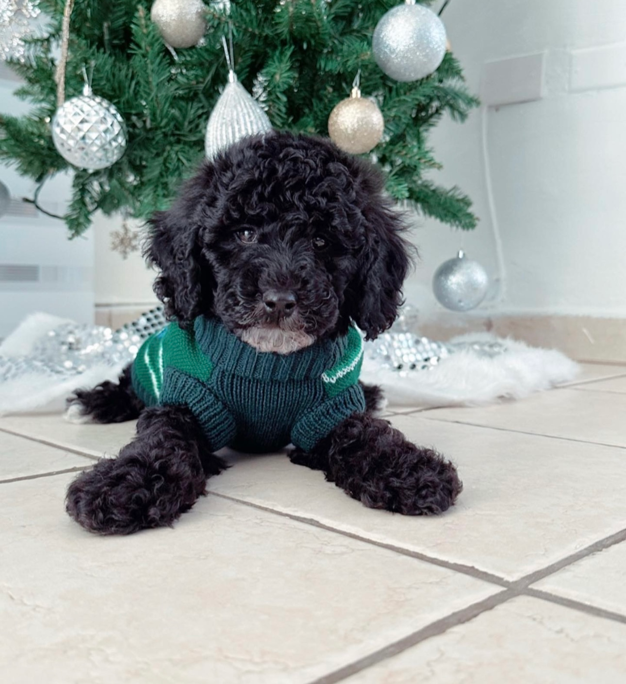 Best Mini Sheepadoodle Baby