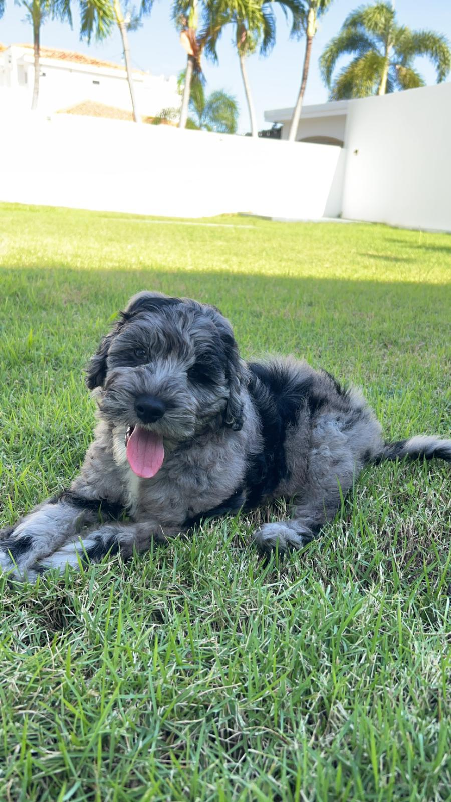 Best Mini Goldendoodle Baby