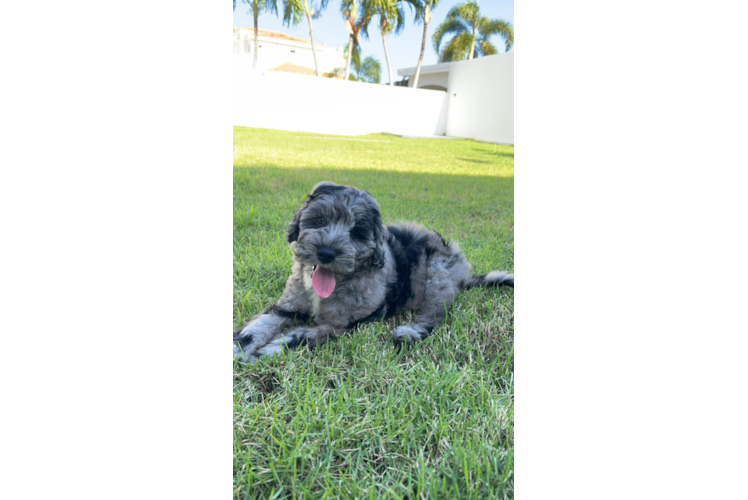 Best Mini Goldendoodle Baby