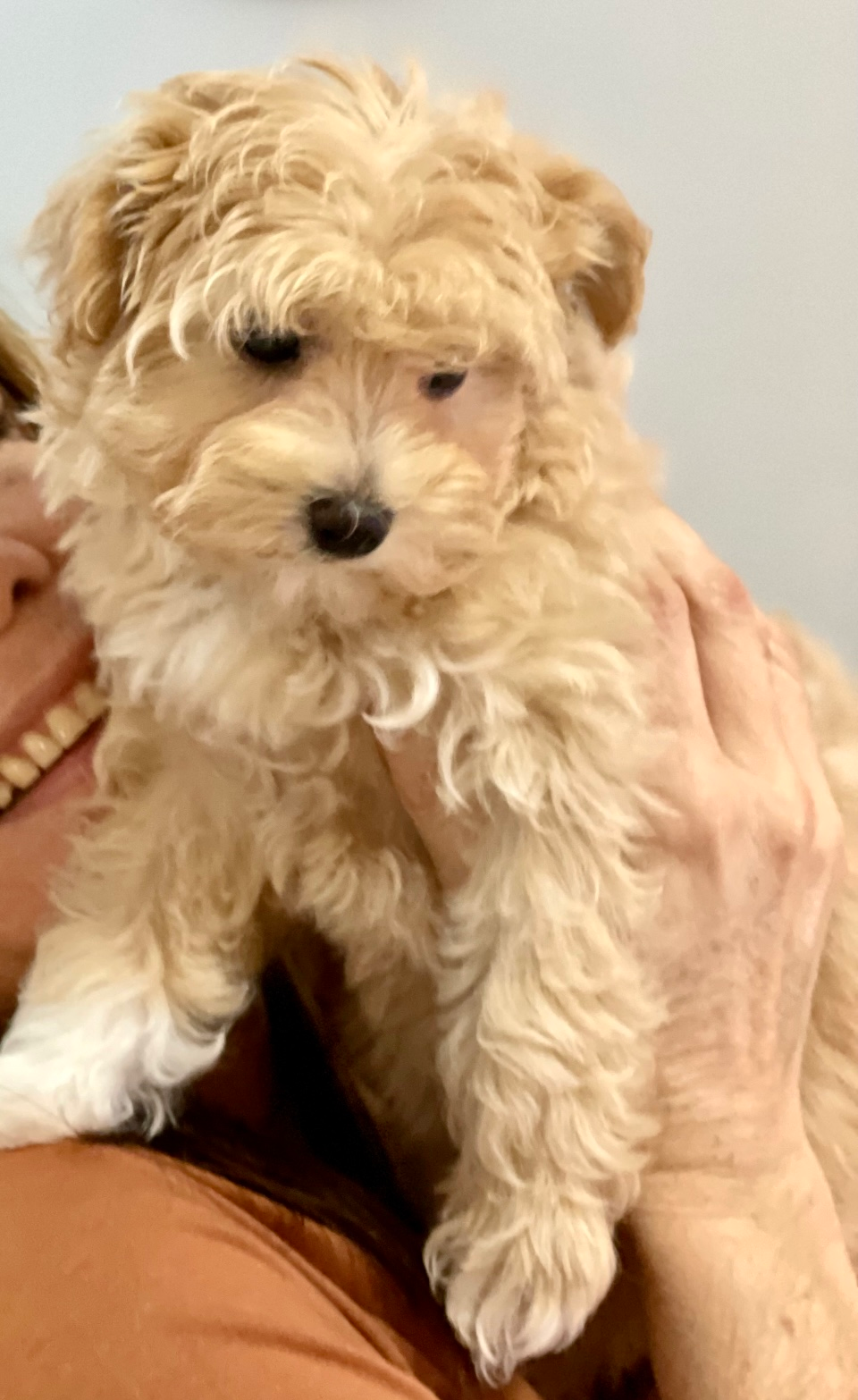 Small Maltipoo Baby