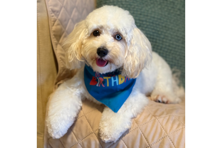 Funny Maltipoo Poodle Mix Pup