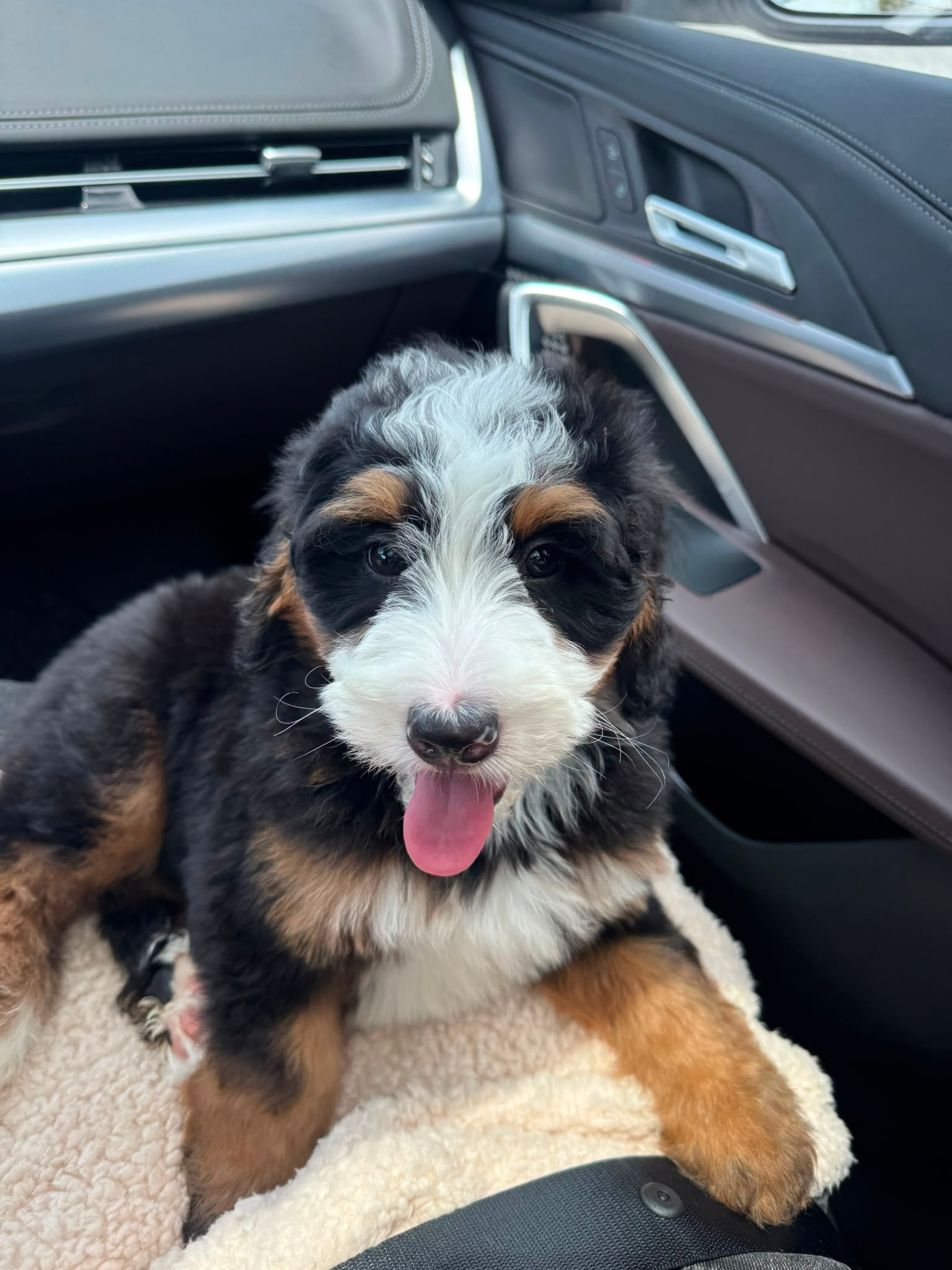 Petite Mini Bernedoodle Poodle Mix Pup