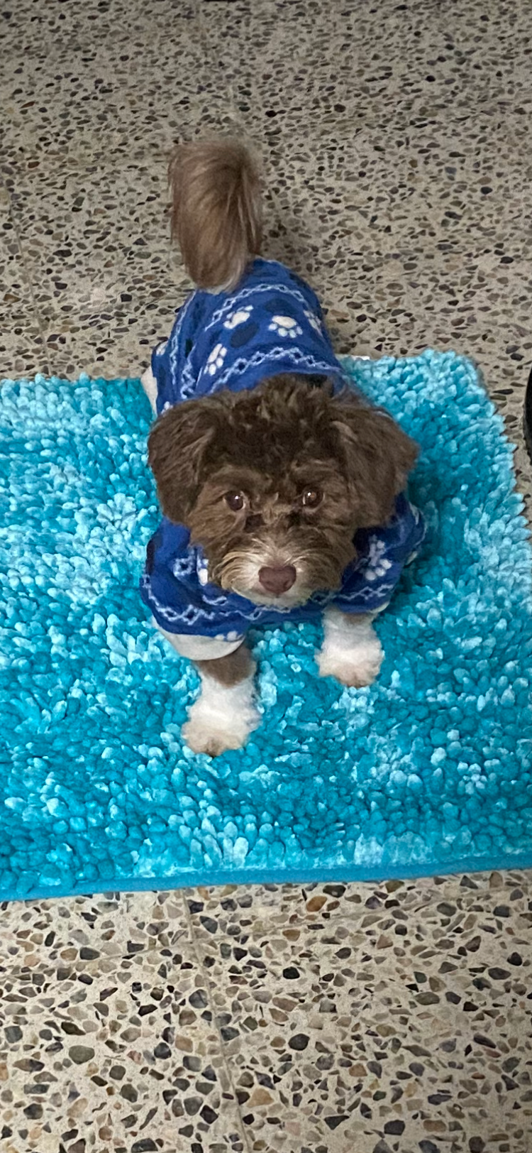 Best Havapoo Baby