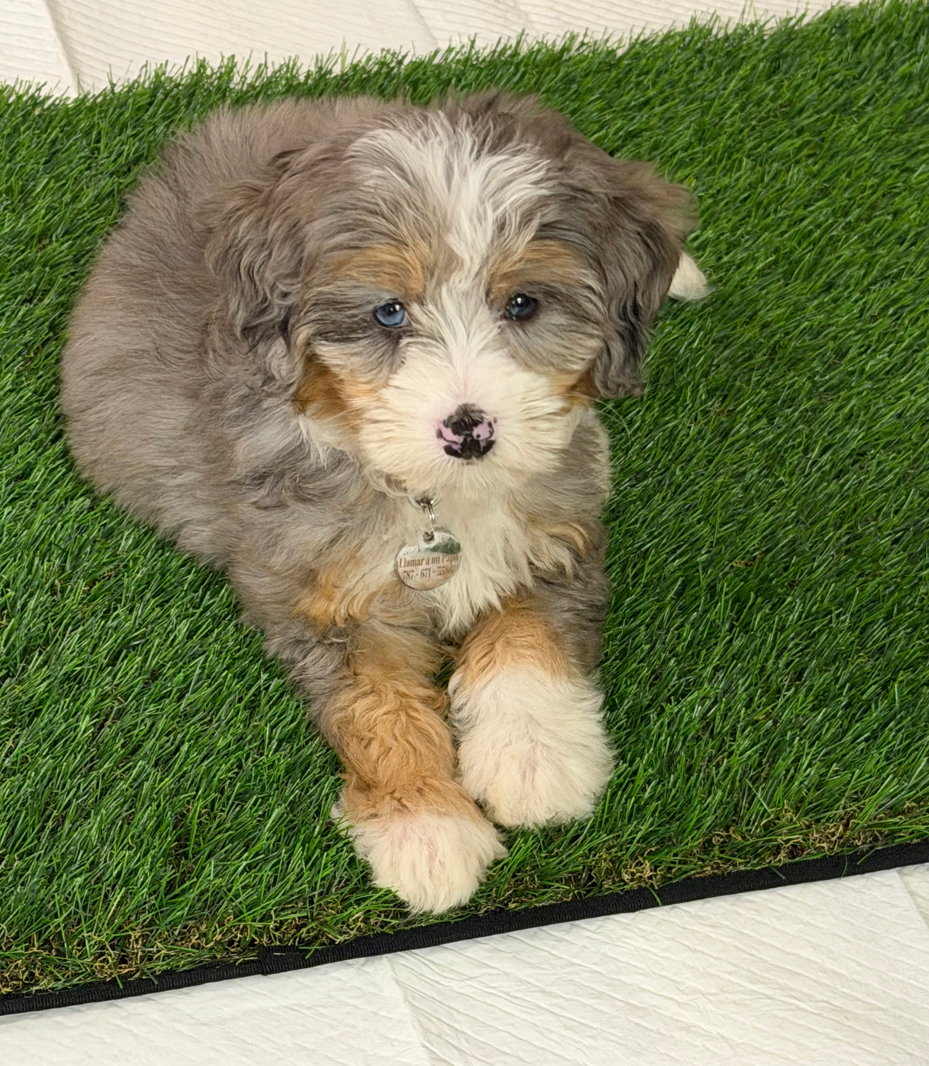 Hypoallergenic Mini Bernadoodle Poodle Mix Puppy