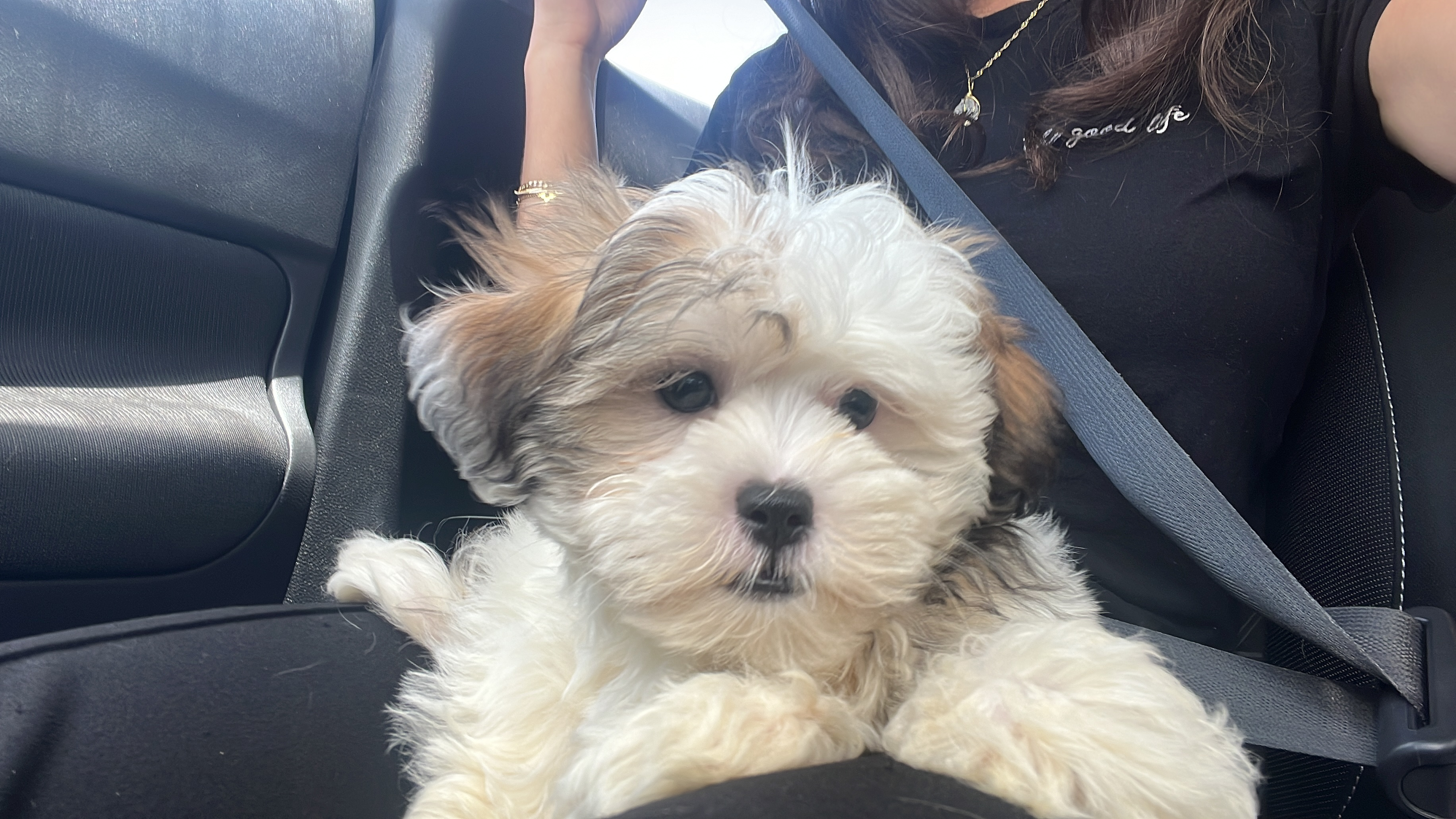 Adorable Shi Chon Designer Puppy