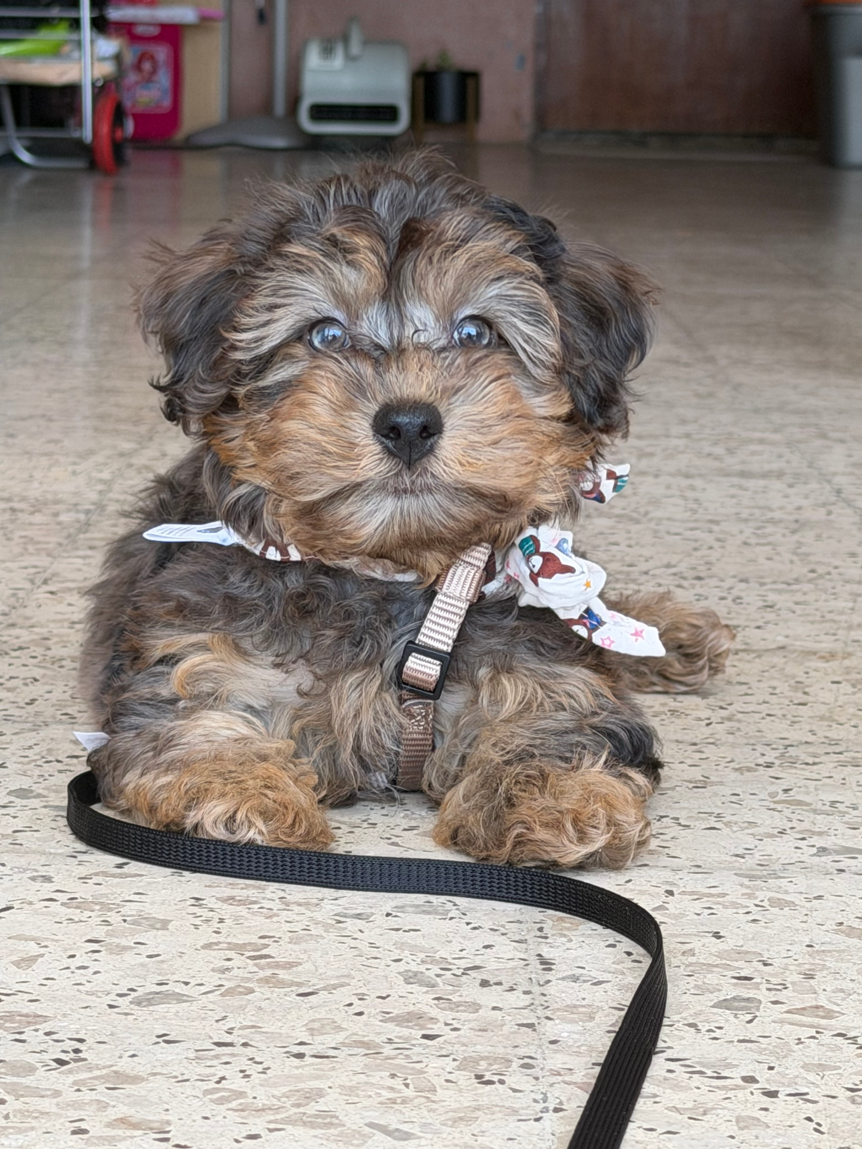 Cute Yorkie Poo Poodle Mix Pup