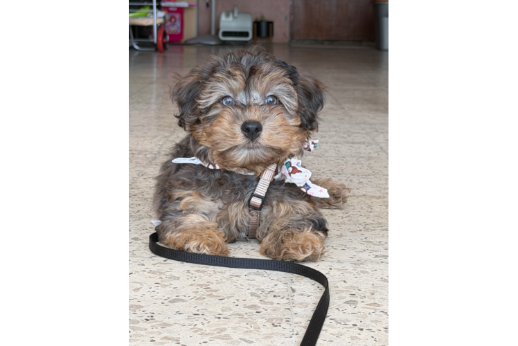 Cute Yorkie Poo Poodle Mix Pup