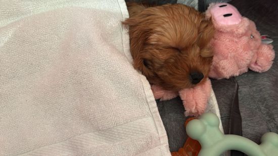 Cavapoo