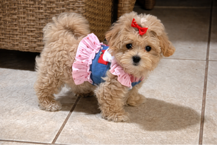 Petite Maltipoo Poodle Mix Pup