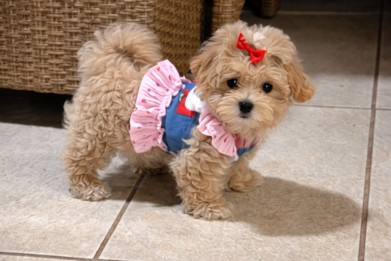 Maltipoo
