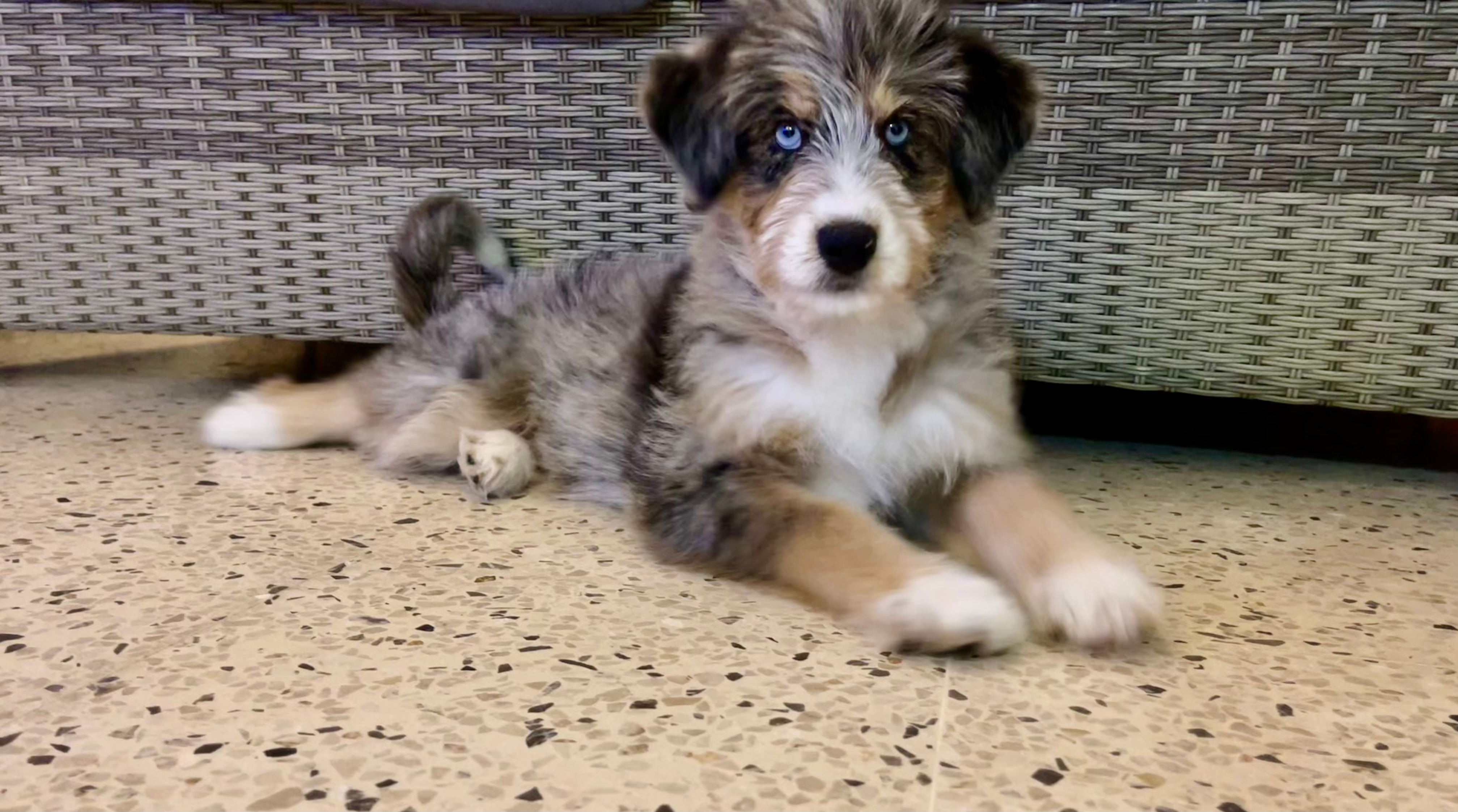 Mini Huskydoodle Puppy for Adoption
