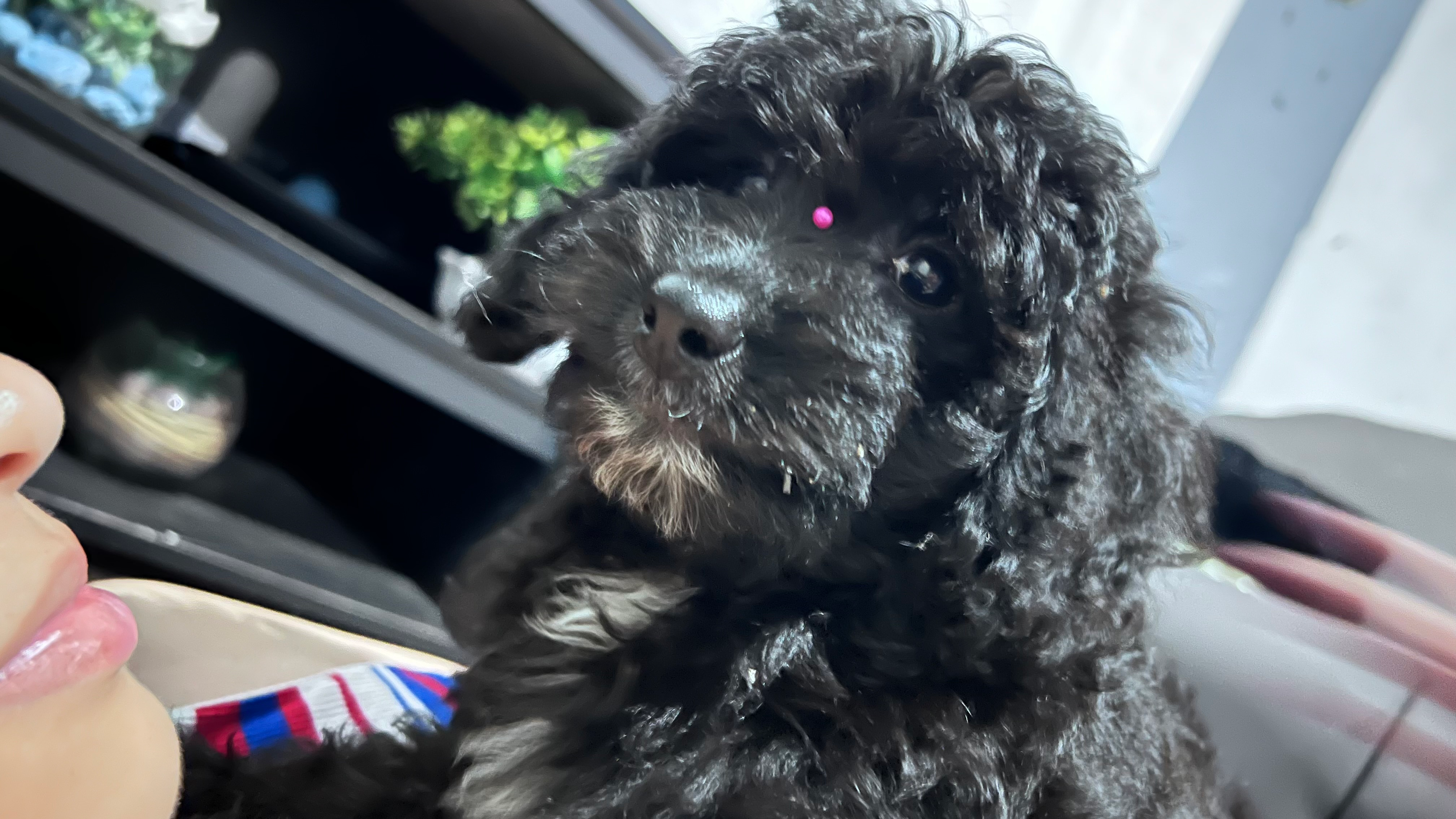 Best Mini Goldendoodle Baby
