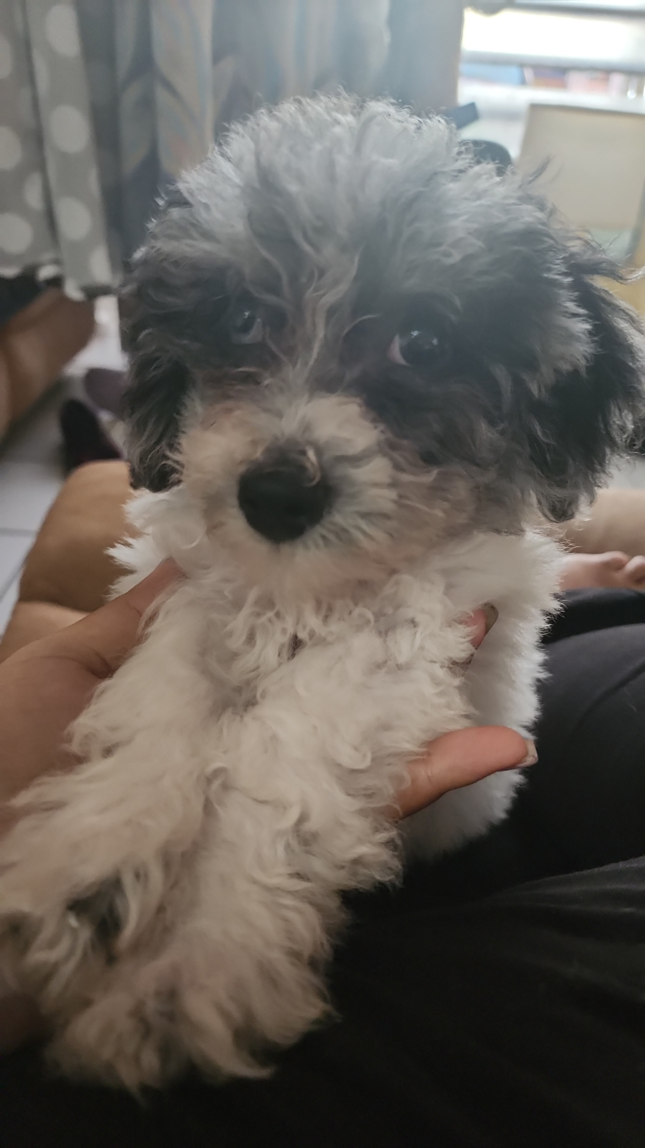 Cute Poochon Baby