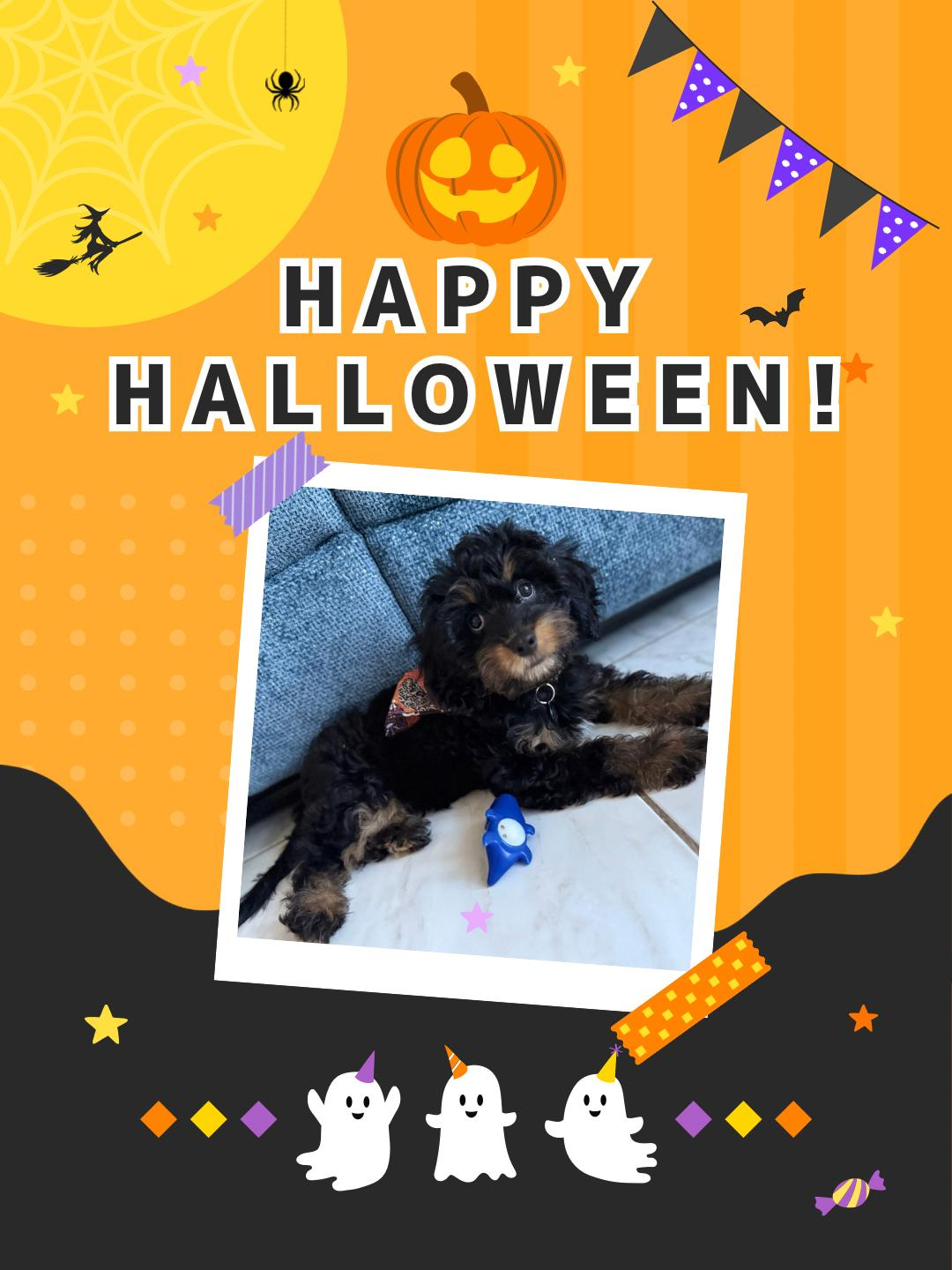 Petite Cavapoo Poodle Mix Pup