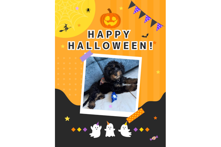 Petite Cavapoo Poodle Mix Pup