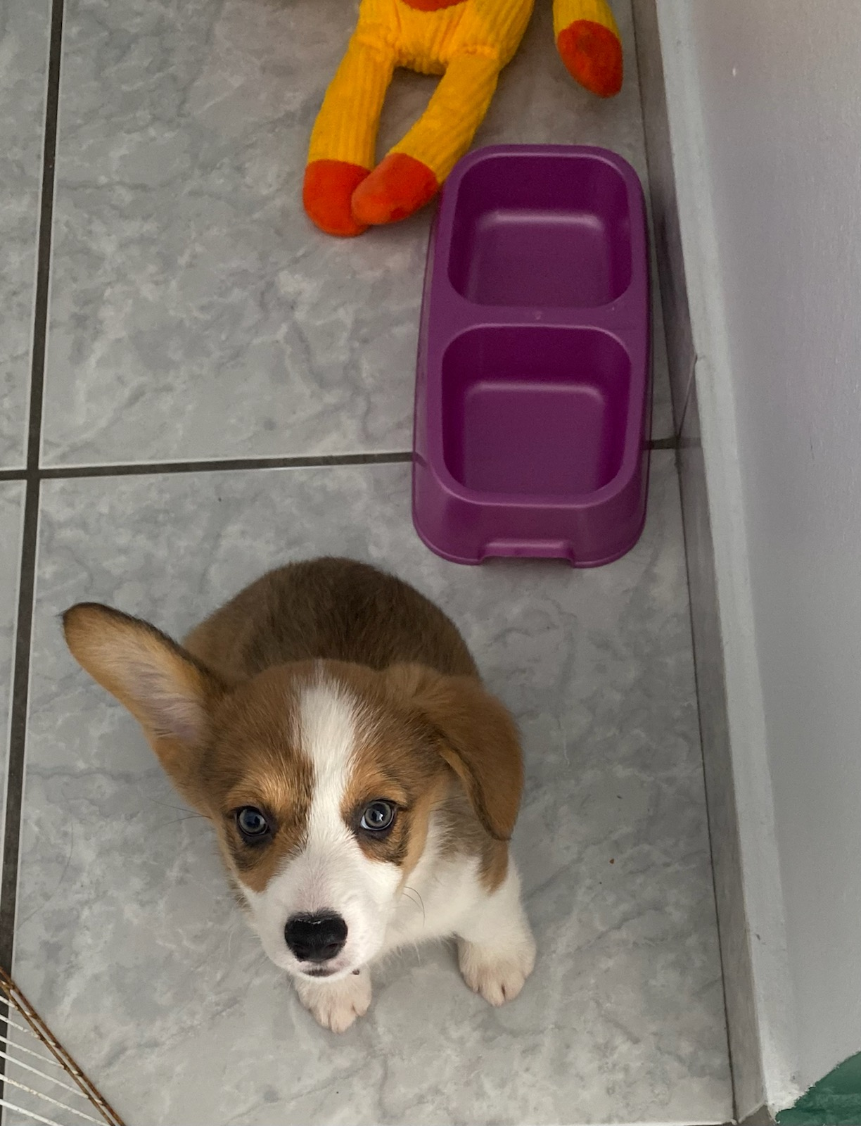 Best Pembroke Welsh Corgi Baby