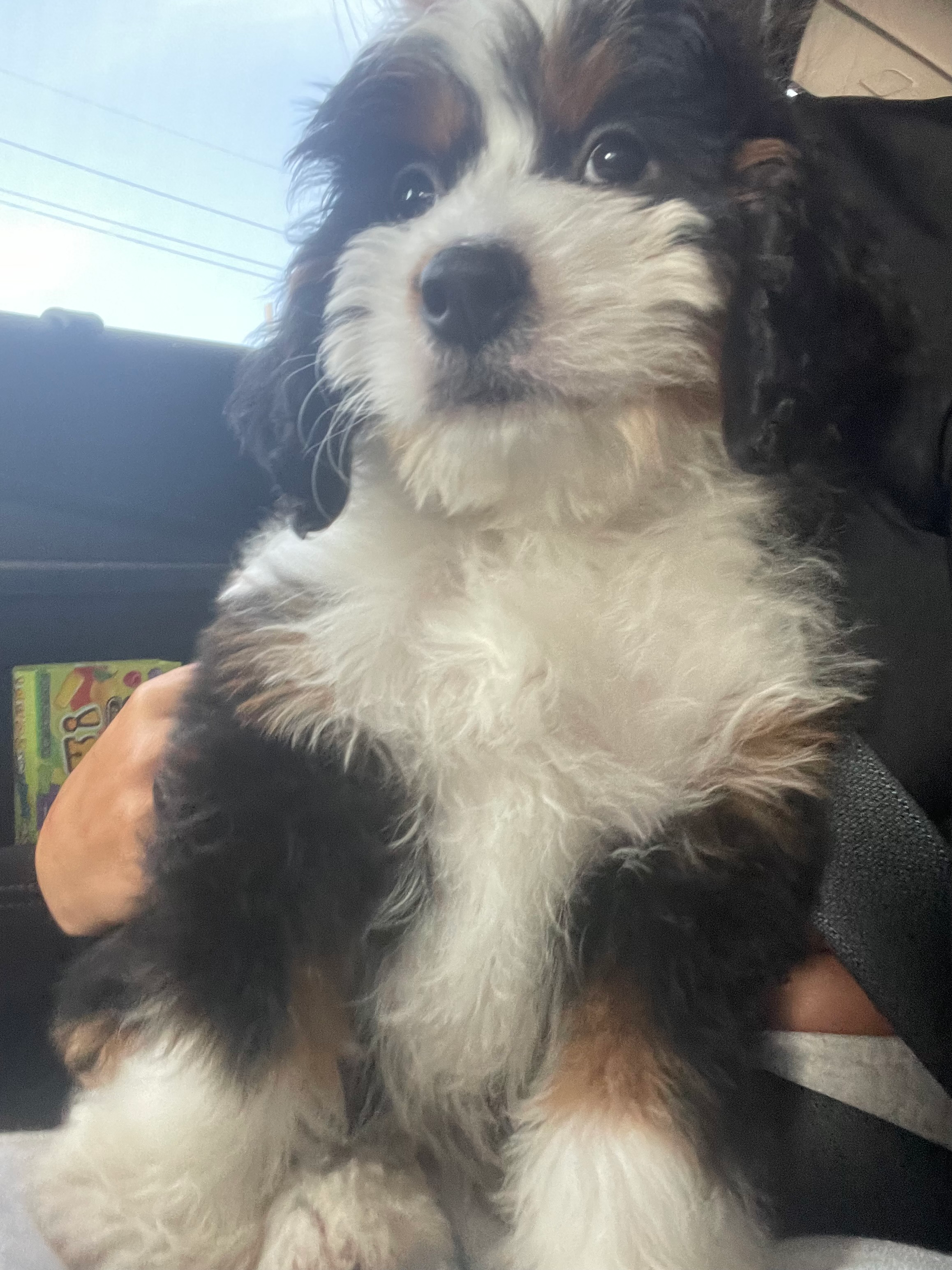 Best Mini Bernedoodle Baby