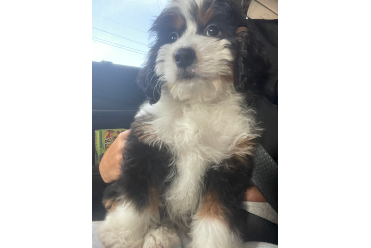 Best Mini Bernedoodle Baby