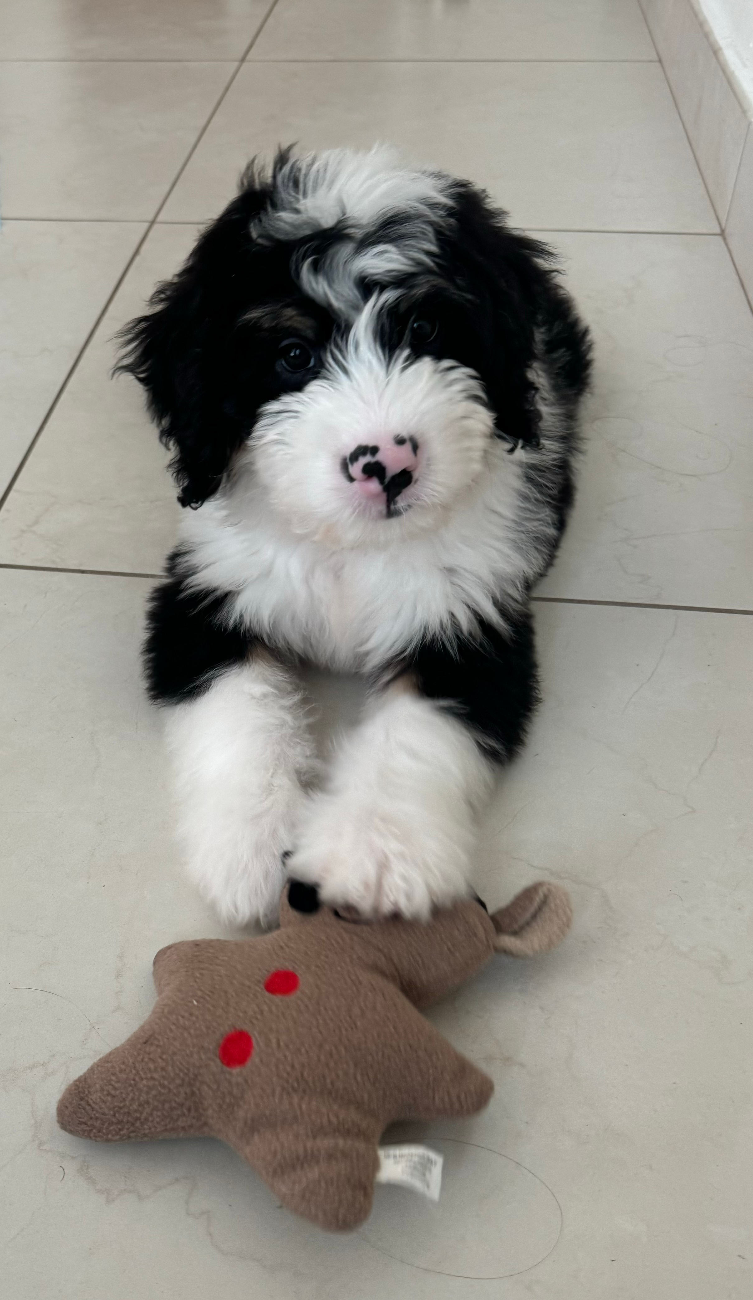 Best Mini Bernedoodle Baby
