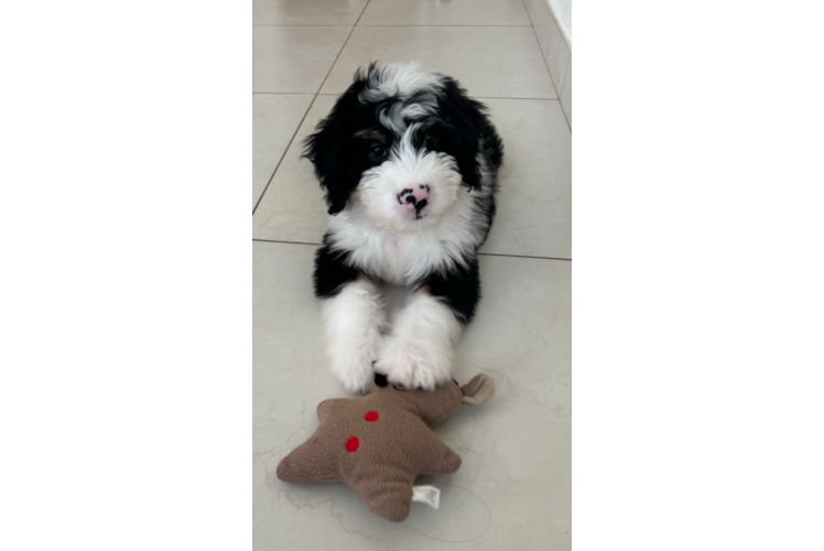 Best Mini Bernedoodle Baby