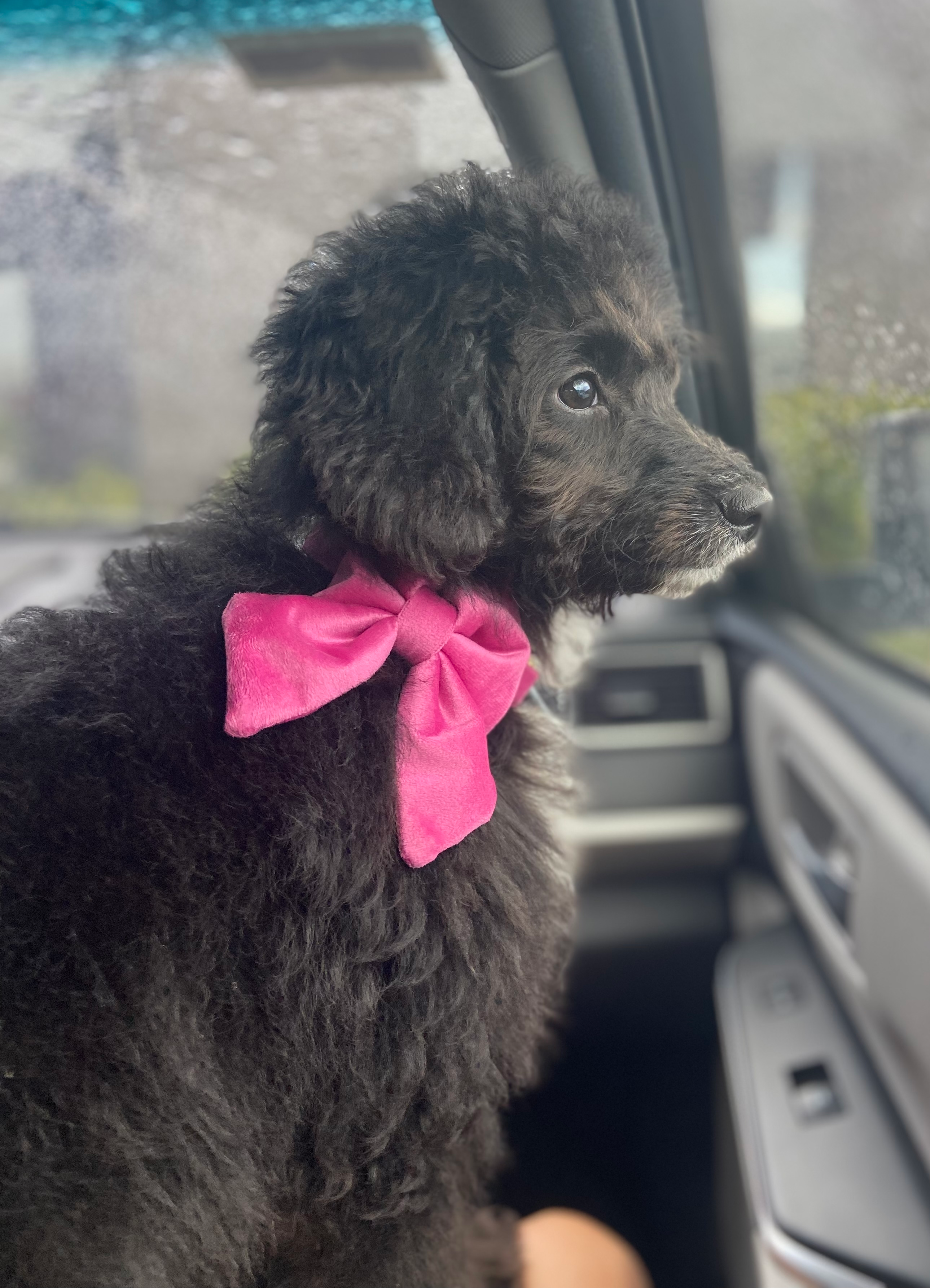 Playful Aussiepoo Poodle Mix Puppy