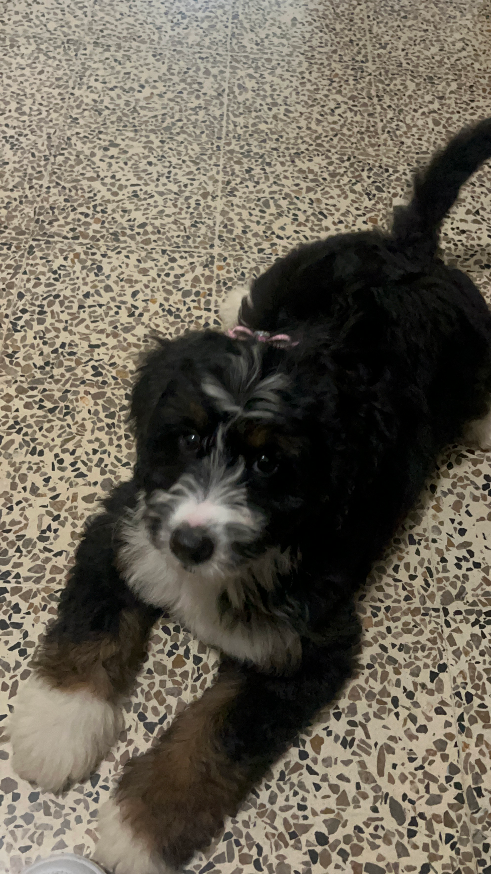 Mini Bernedoodle Pup Being Cute