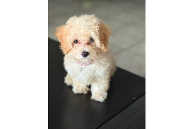 Funny Maltipoo Poodle Mix Pup