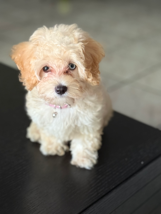 Maltipoo