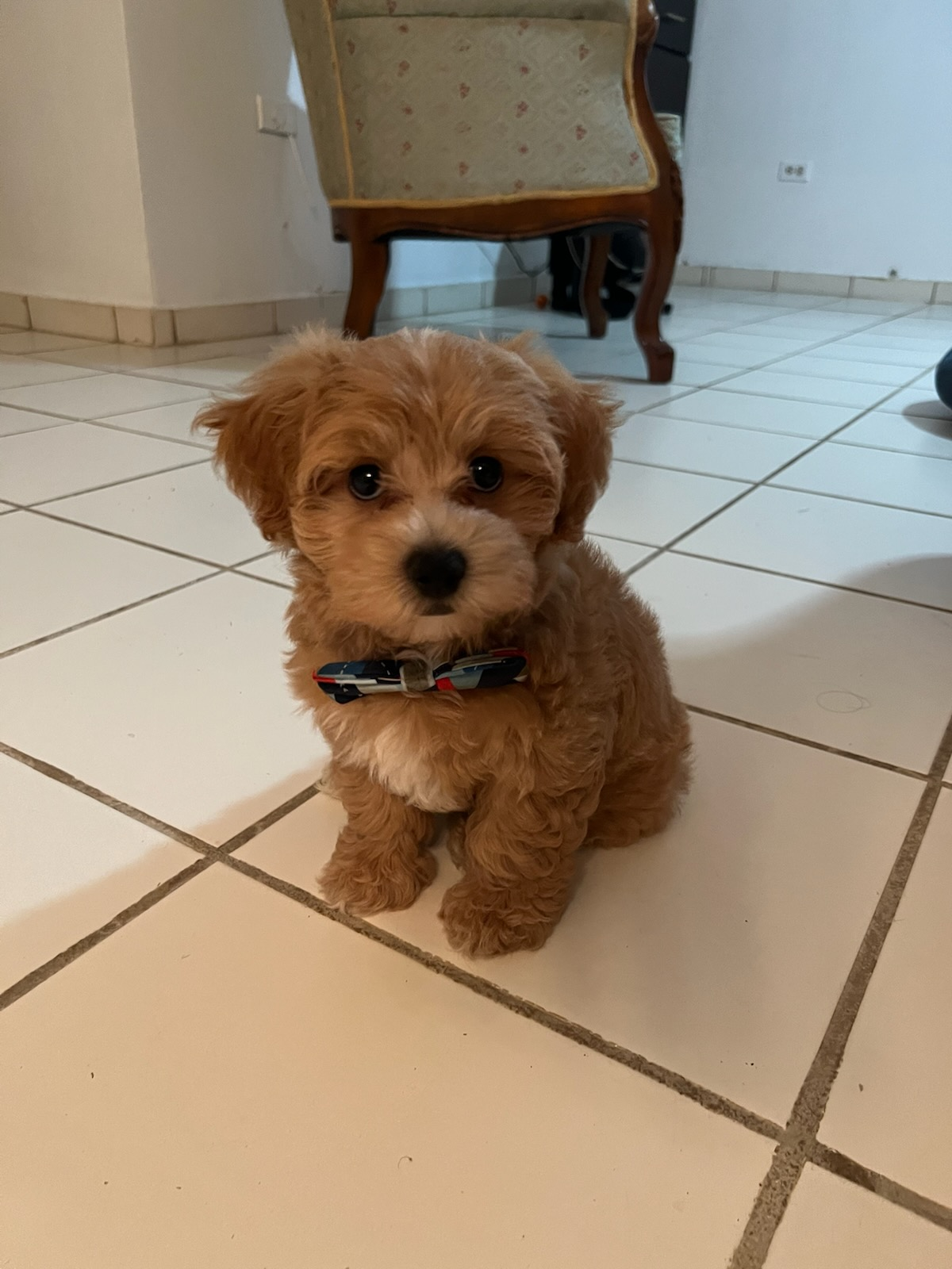 Cute Maltipoo Baby