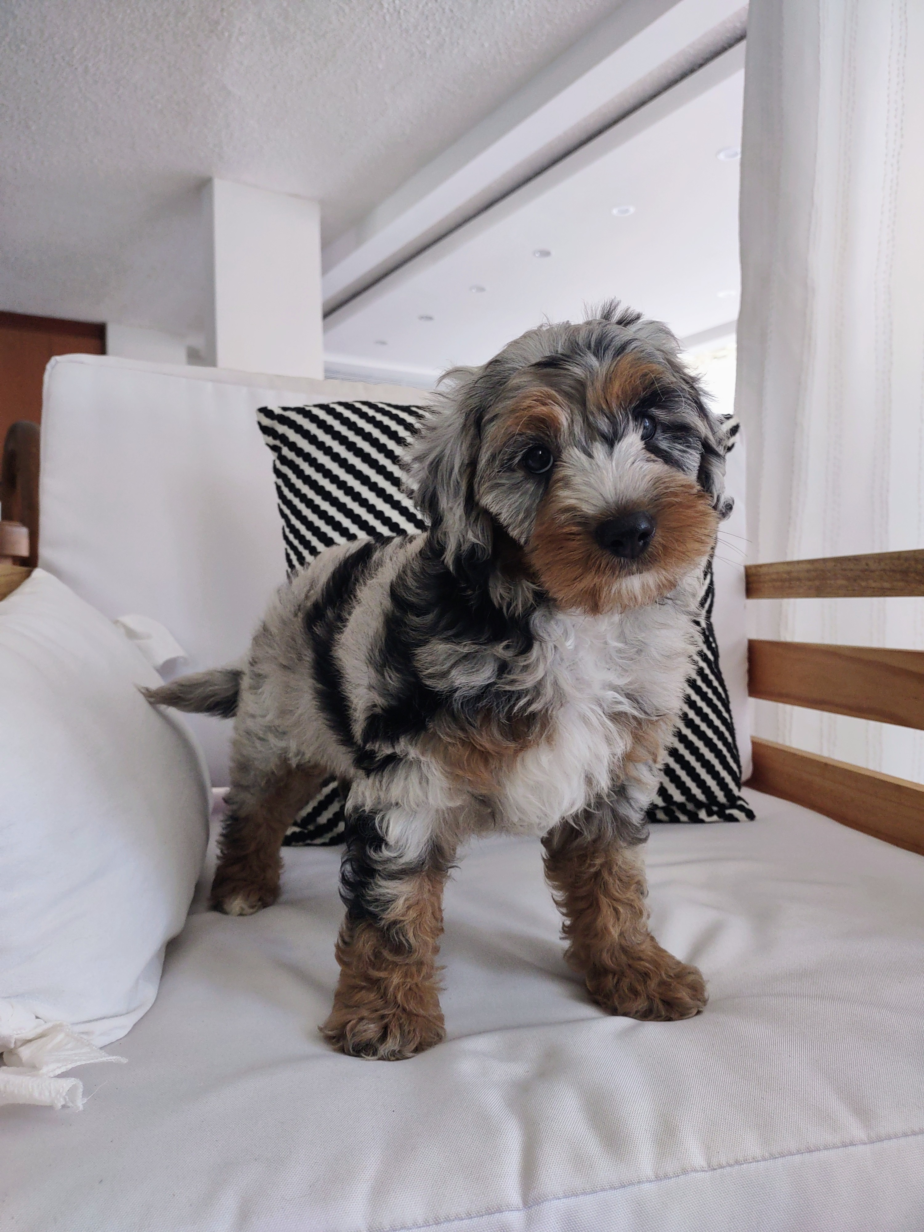 Mini Sheepadoodle Puppy for Adoption
